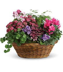 Simply Chic Mixed Plant Basket from Westbury Floral Designs in Westbury, NY